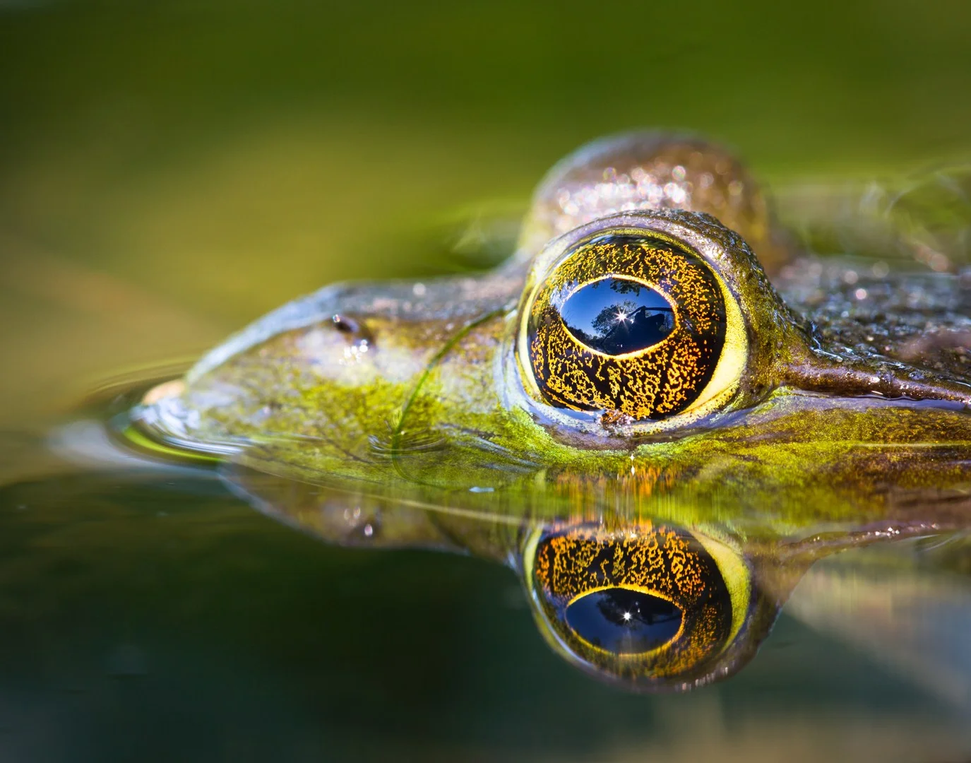 Frog Eyed #2