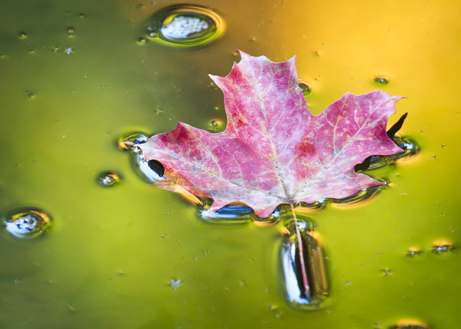 Liquid Autumn
