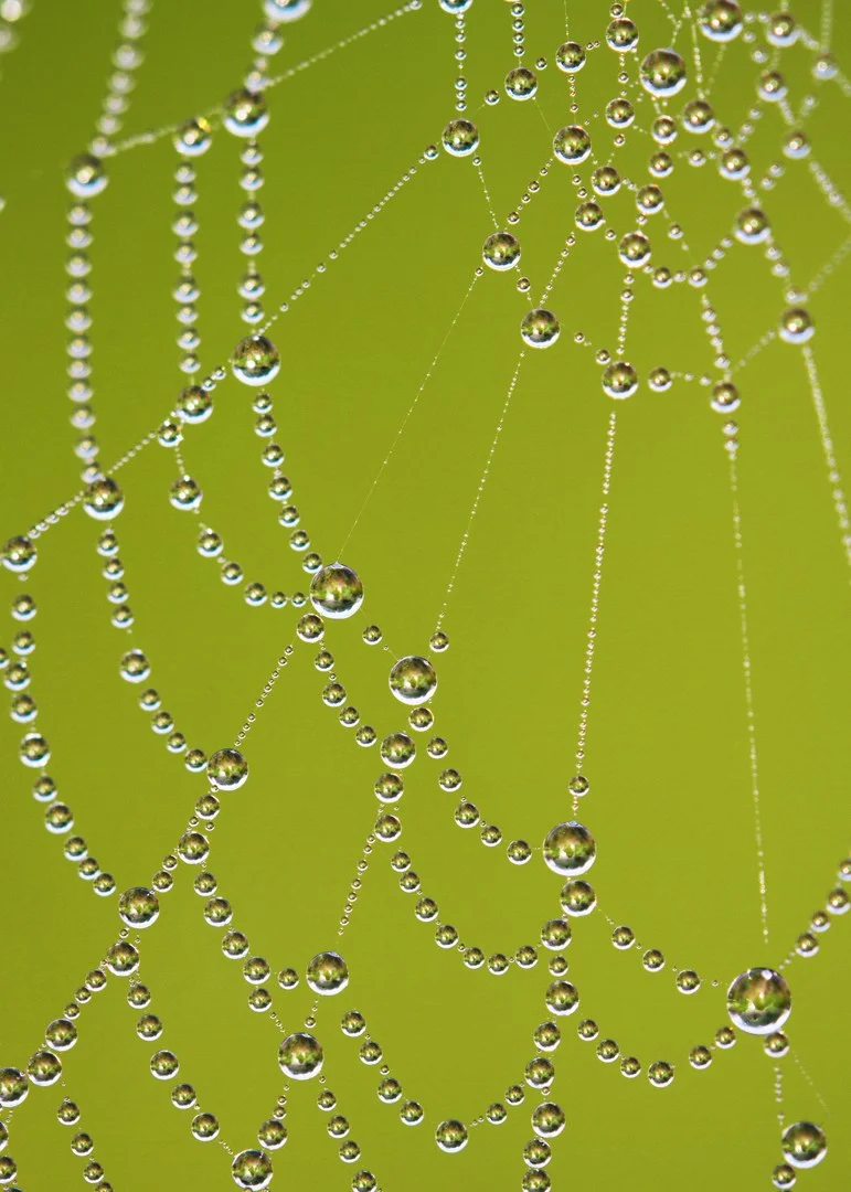 Nature's Necklace