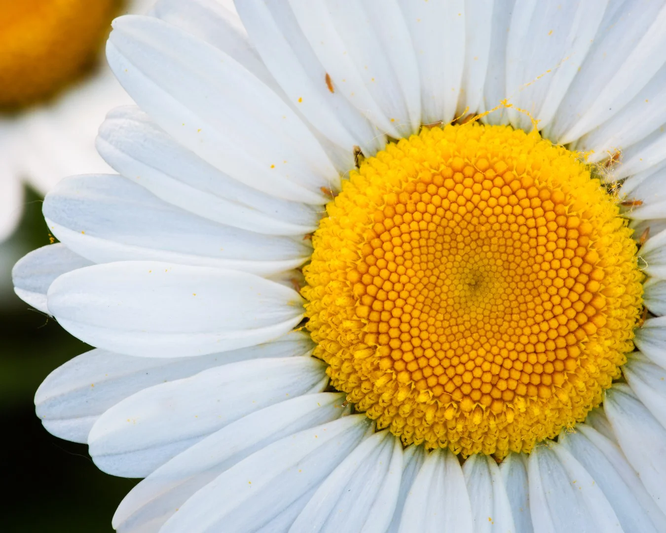 Openlands Daisy