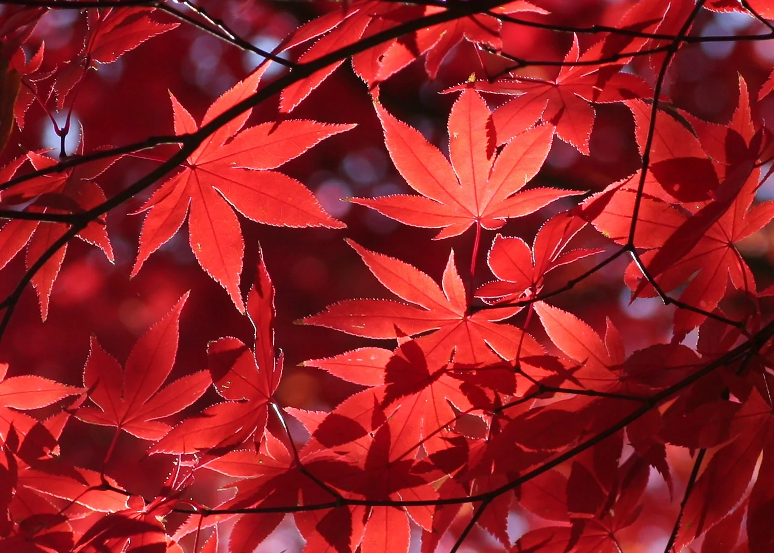 Red Maple Canopy
