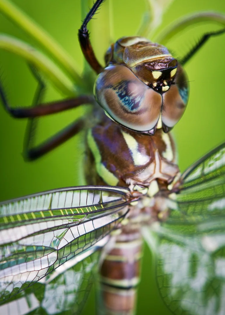 Swamp Darner Dragonfly