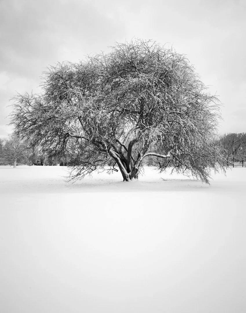 Winter Serenity