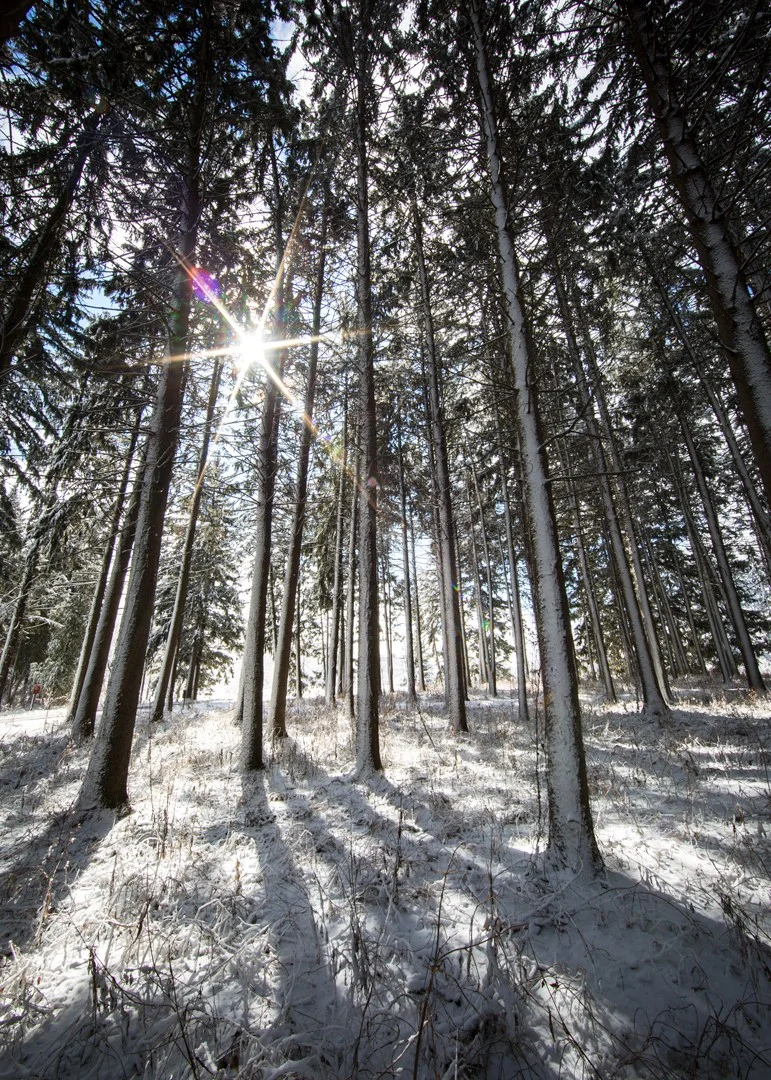 Winter Spruce Plot