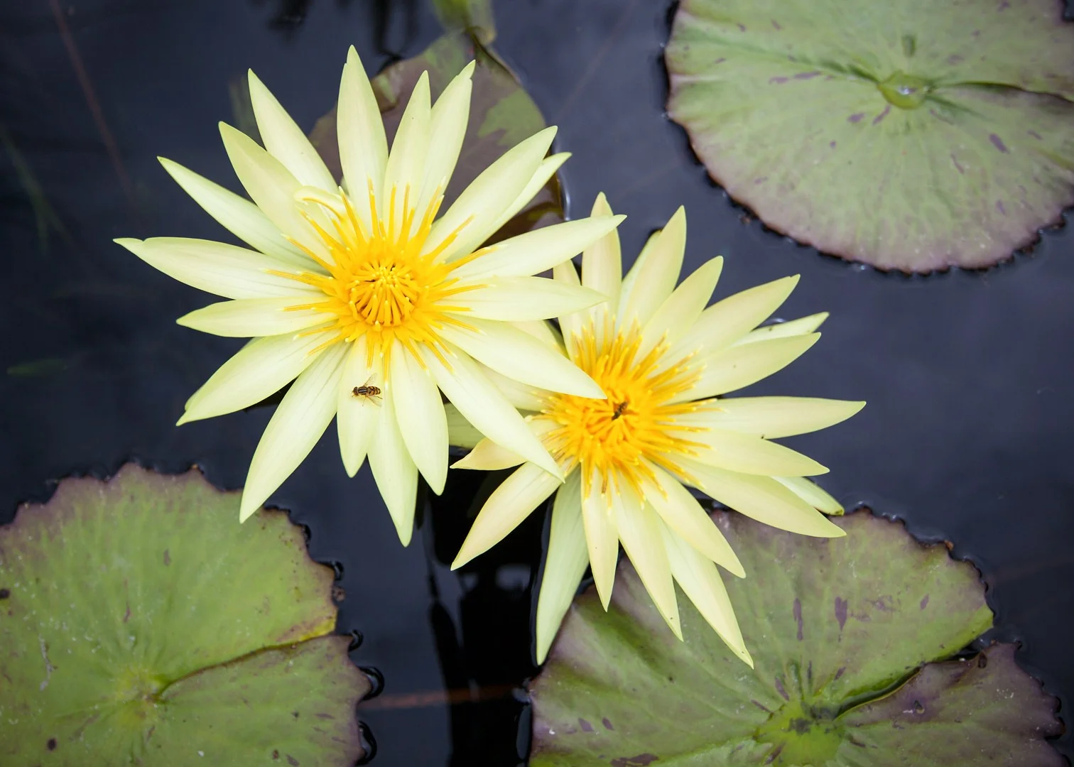 Yellow Water Lily