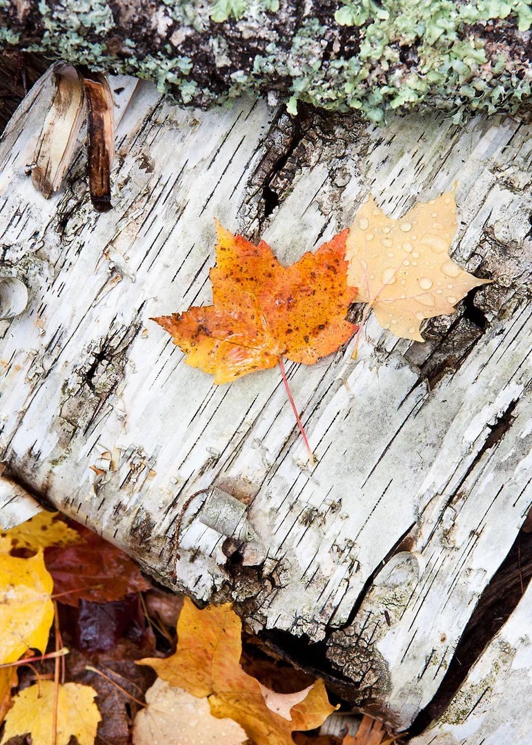 Fall Forest Floor