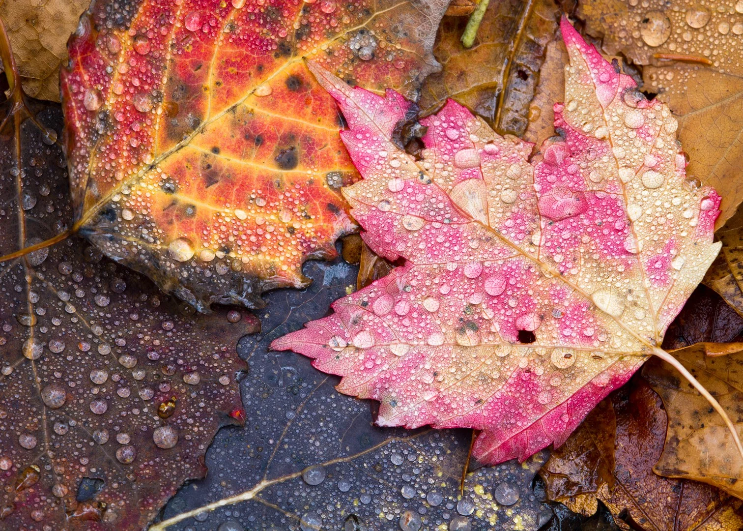 Rainy Autumn Leaves