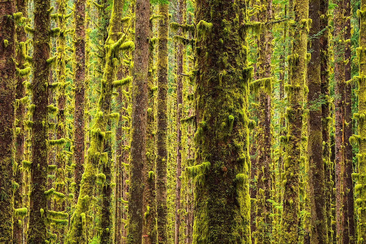 Green Space
