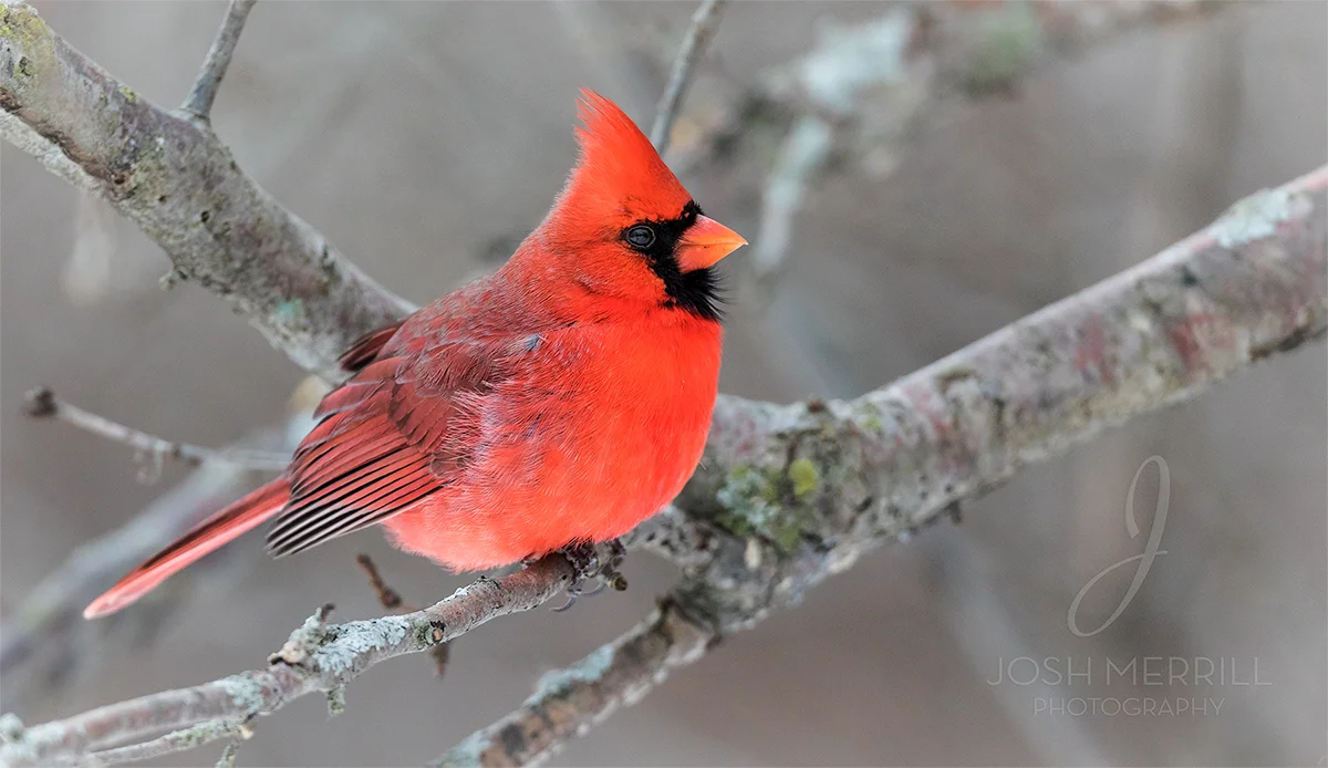 Cardinal_IG.jpg