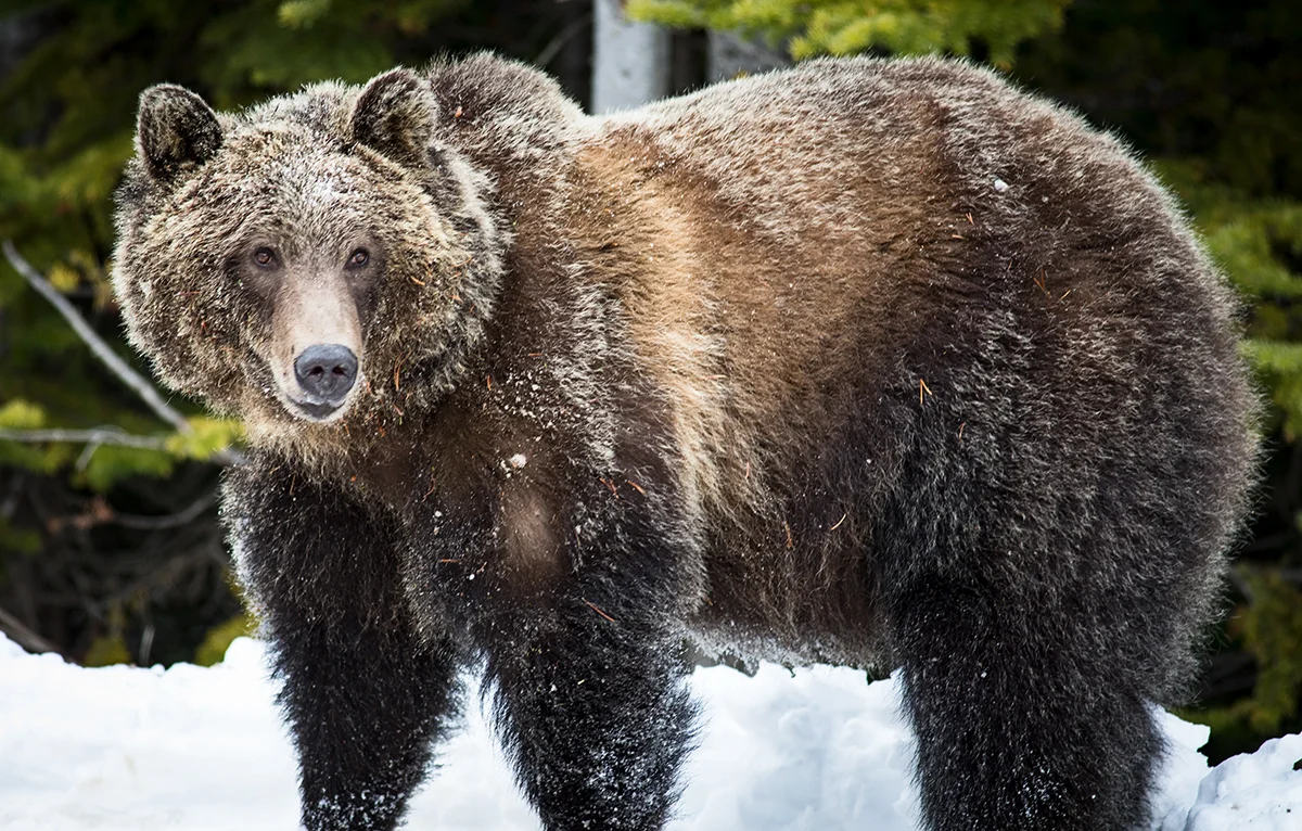 Icefields Grizzly_IG.jpg