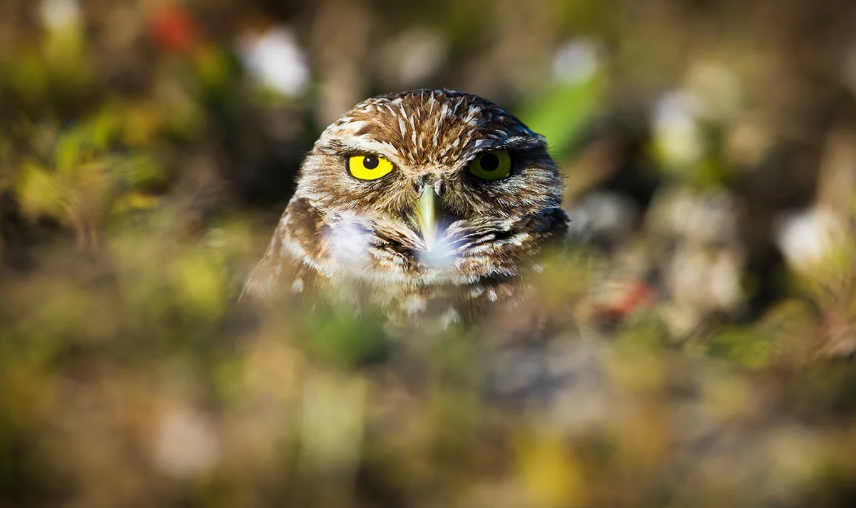 Peek-a-Boo Burrowing Owl_IG.jpg
