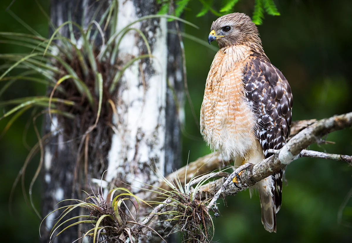 Red Shouldered Hawk_IG.jpg