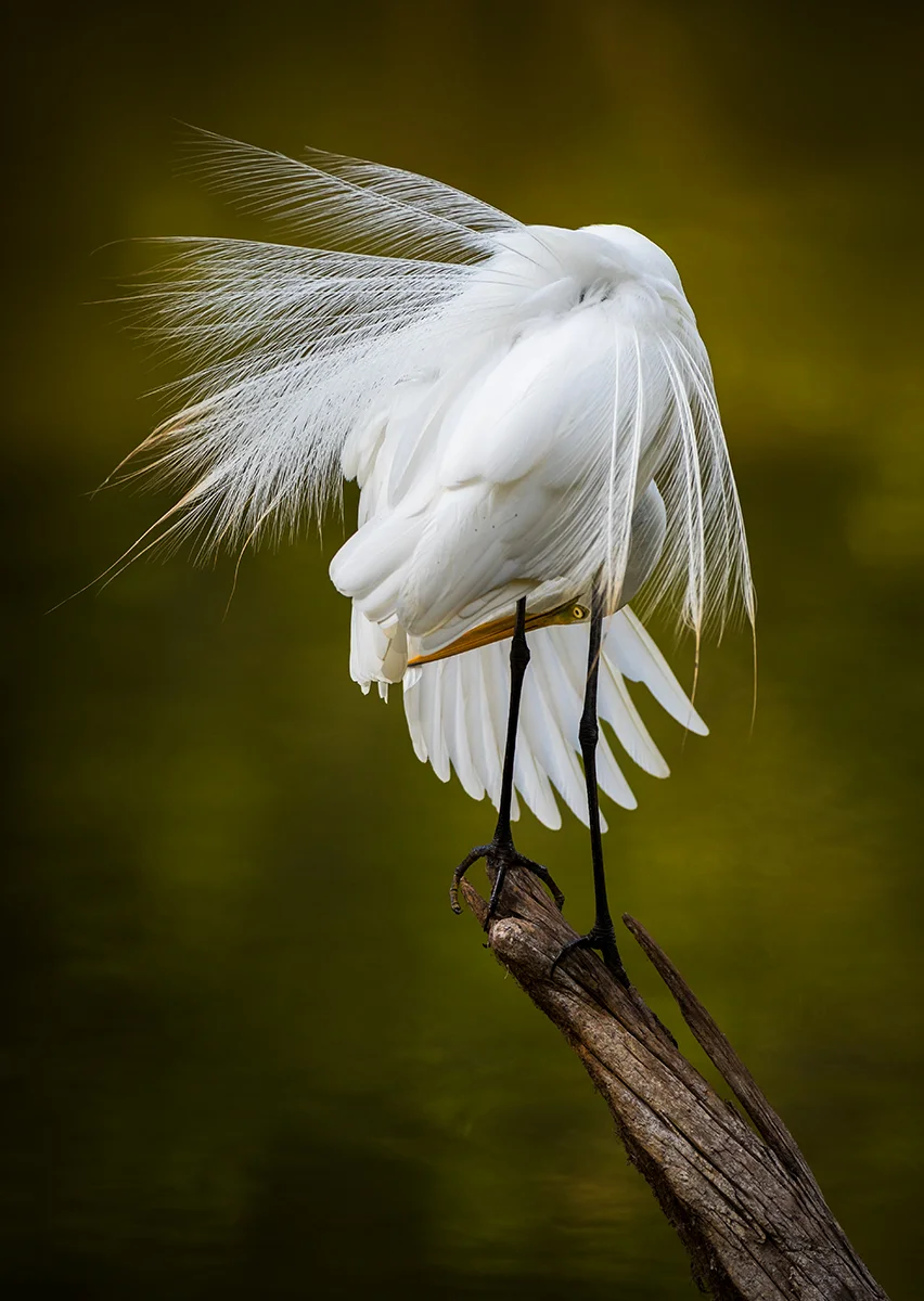 Upside Down Egret_IG.jpg