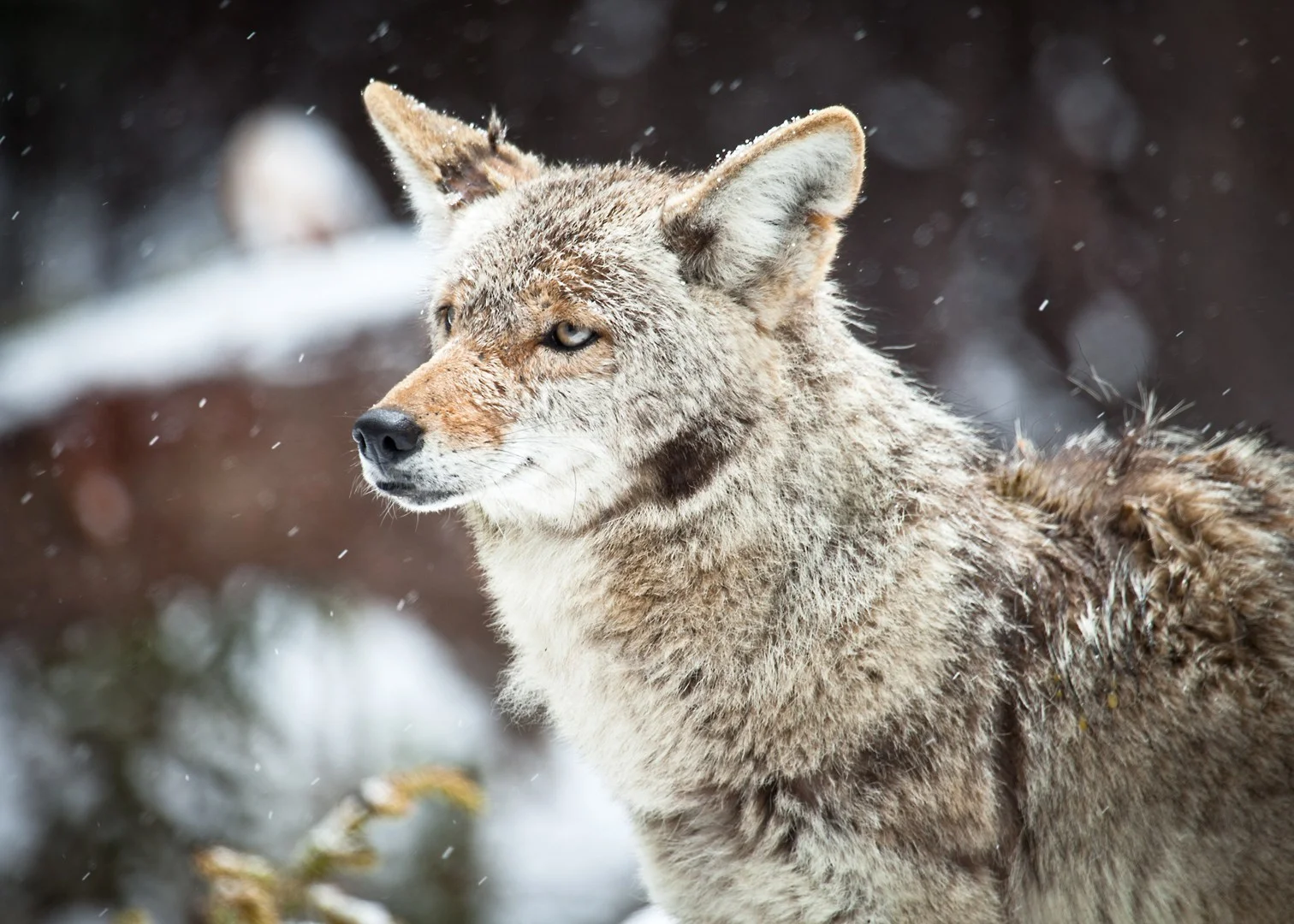 Coyote-Close-up-5x71.jpg