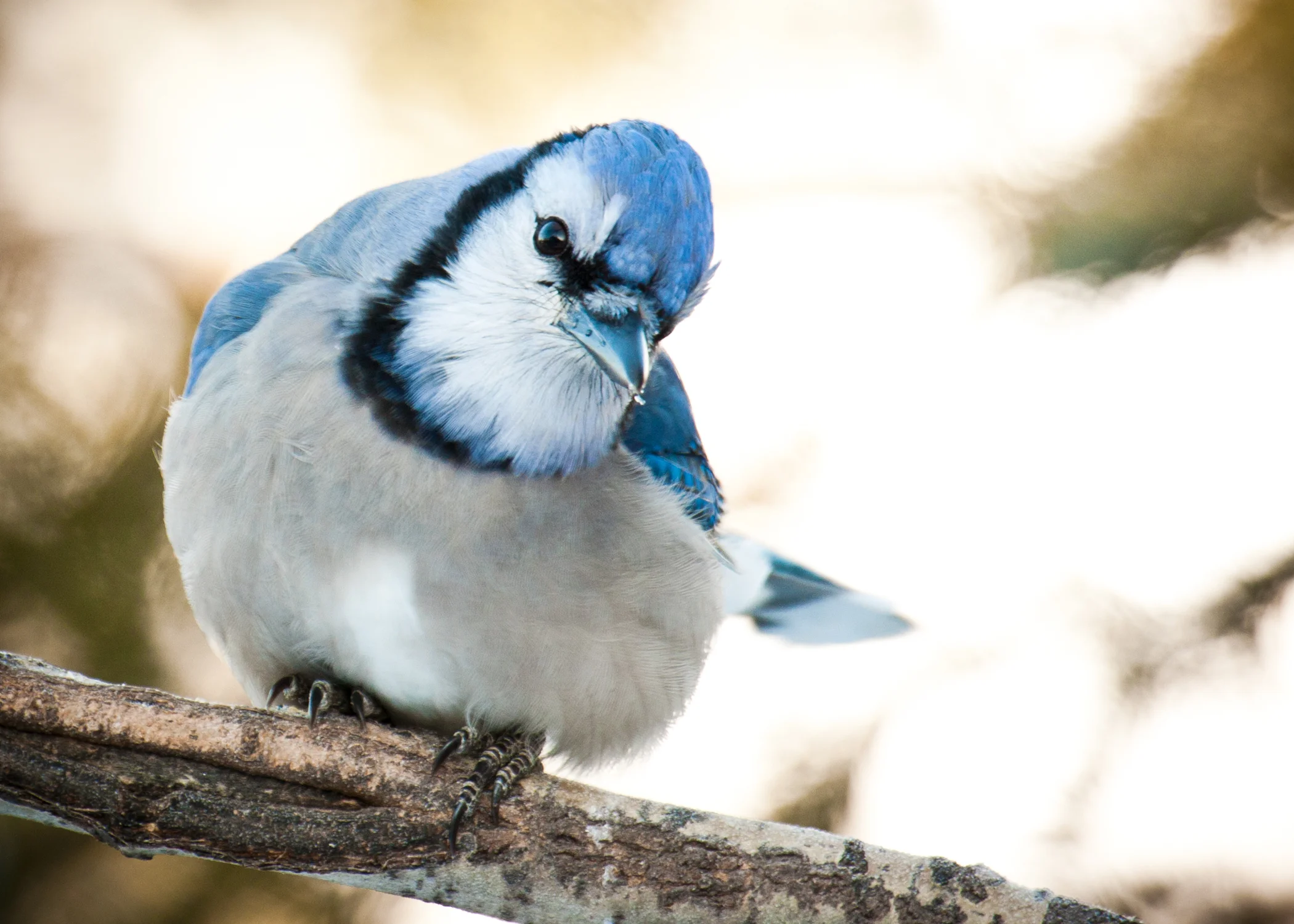 Blue Jay 5x7.jpg