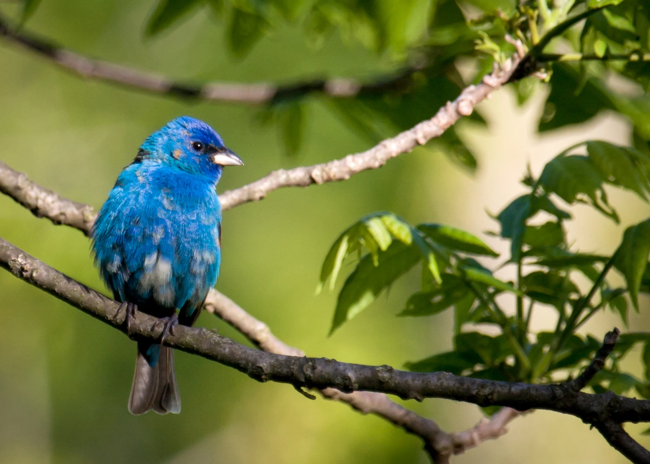 Indigo Bunting 5x7.jpg