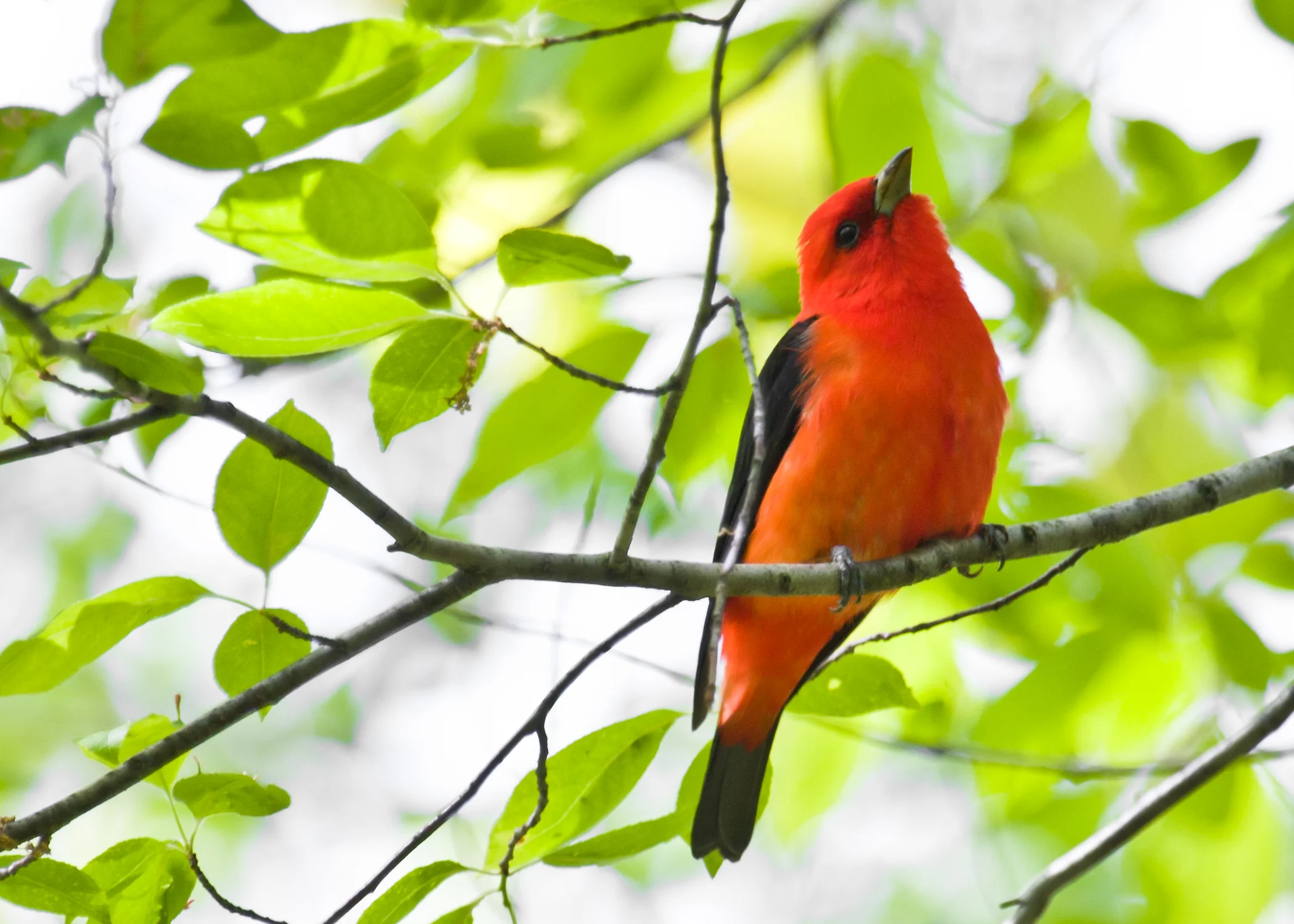 Scarlet Tanager 5x7.jpg