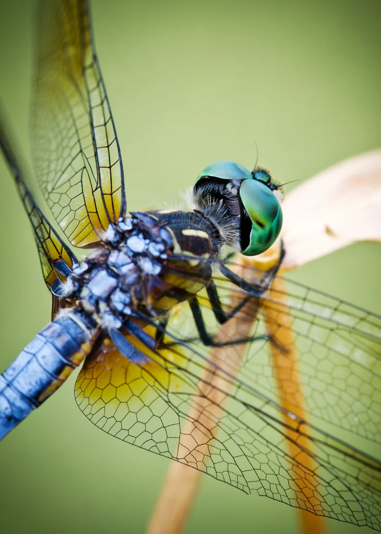 Blue Dasher Back Angle Close Up 5x7.jpg