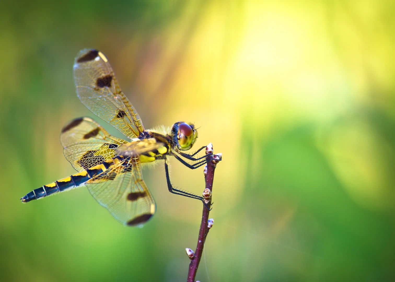 Calico Pennant 5x7.jpg