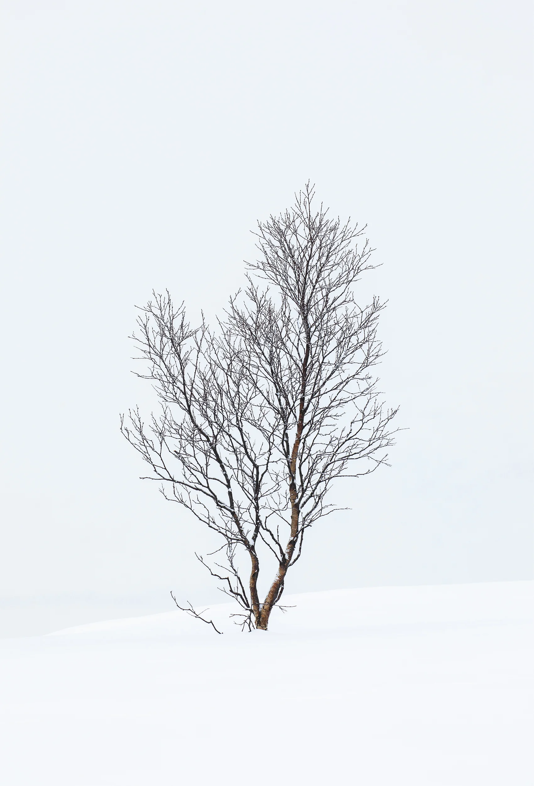 Silent Beauty.jpg