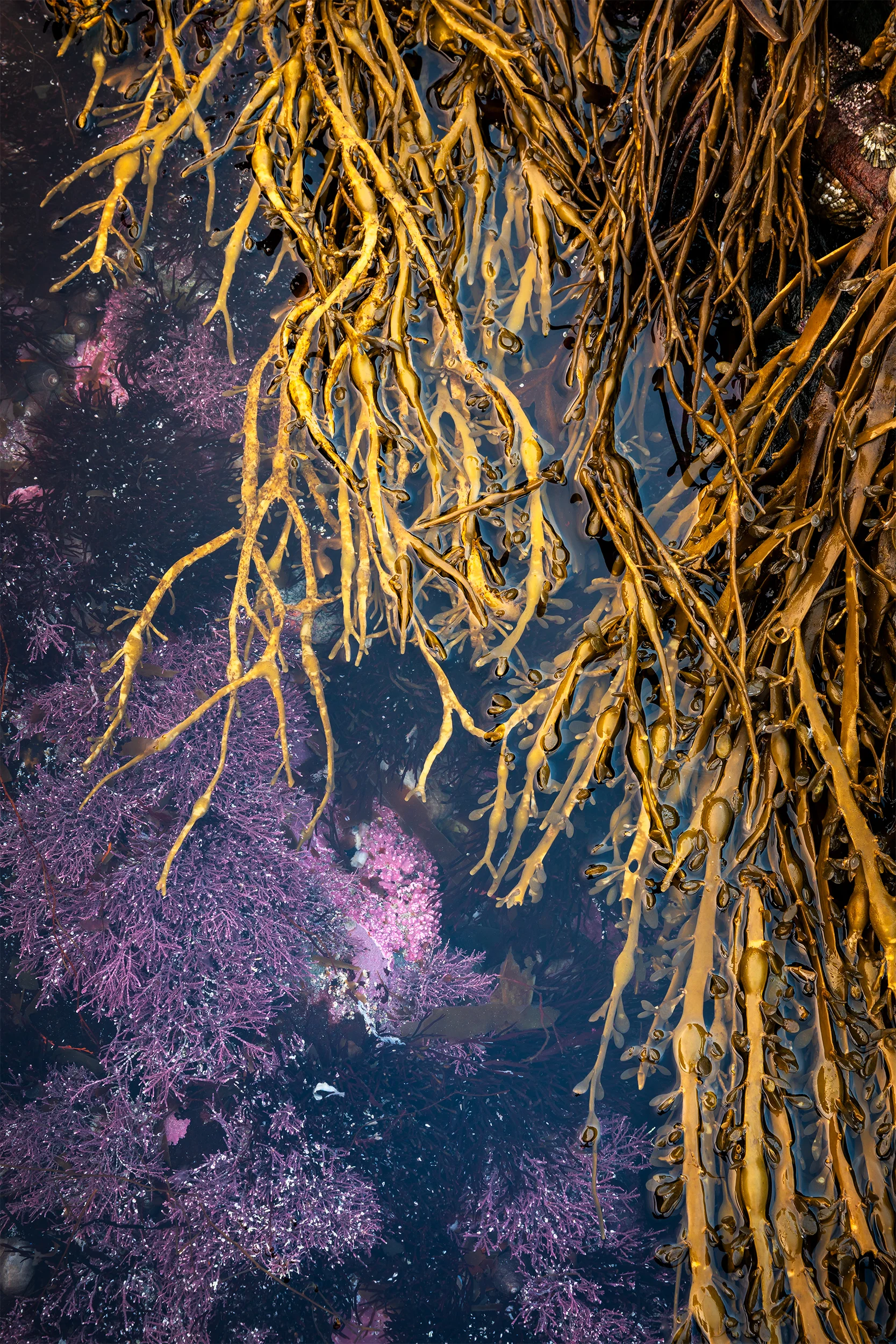 Tide Pool Purple and Yellow.jpg