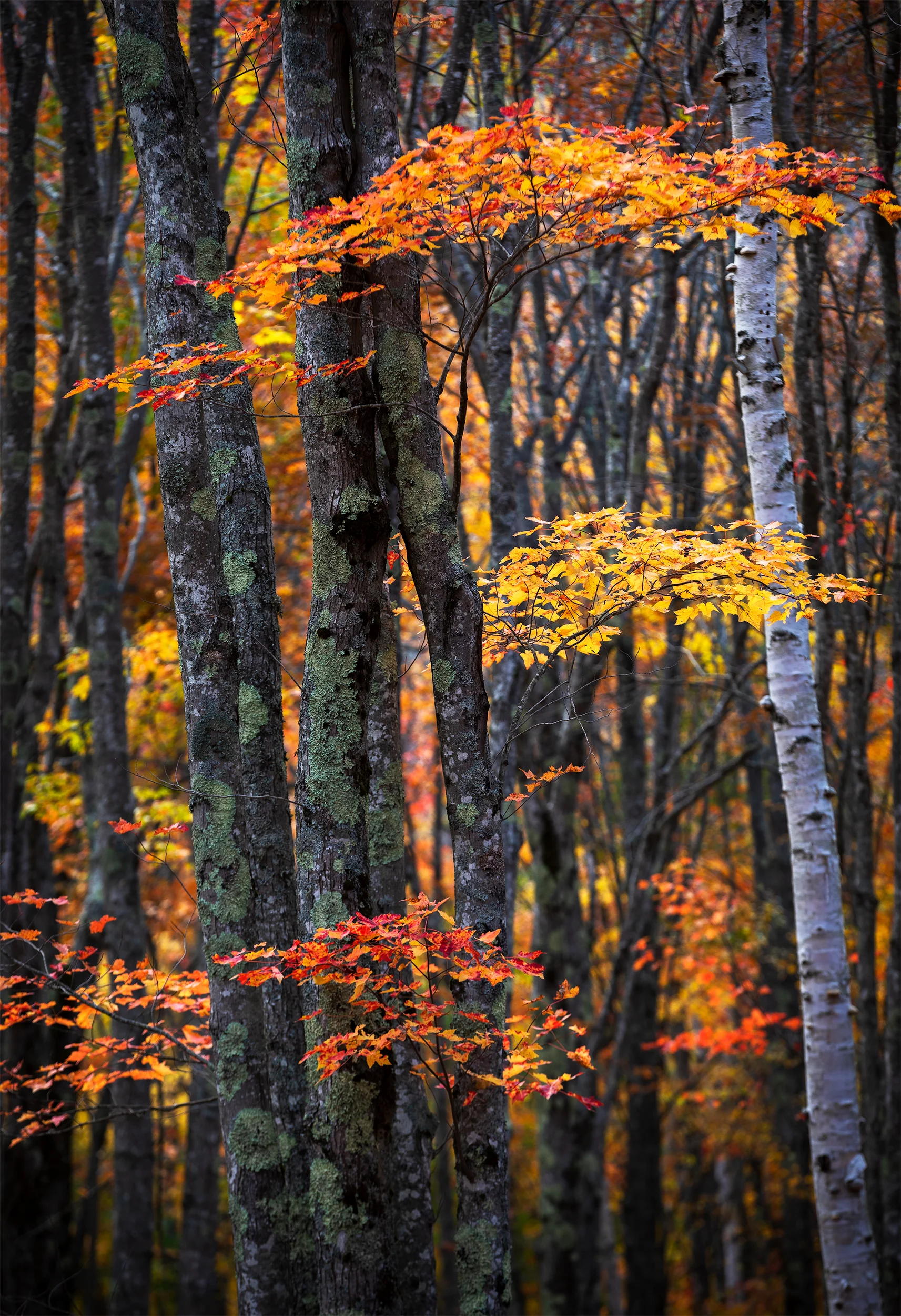 Autumnal Textures.jpg