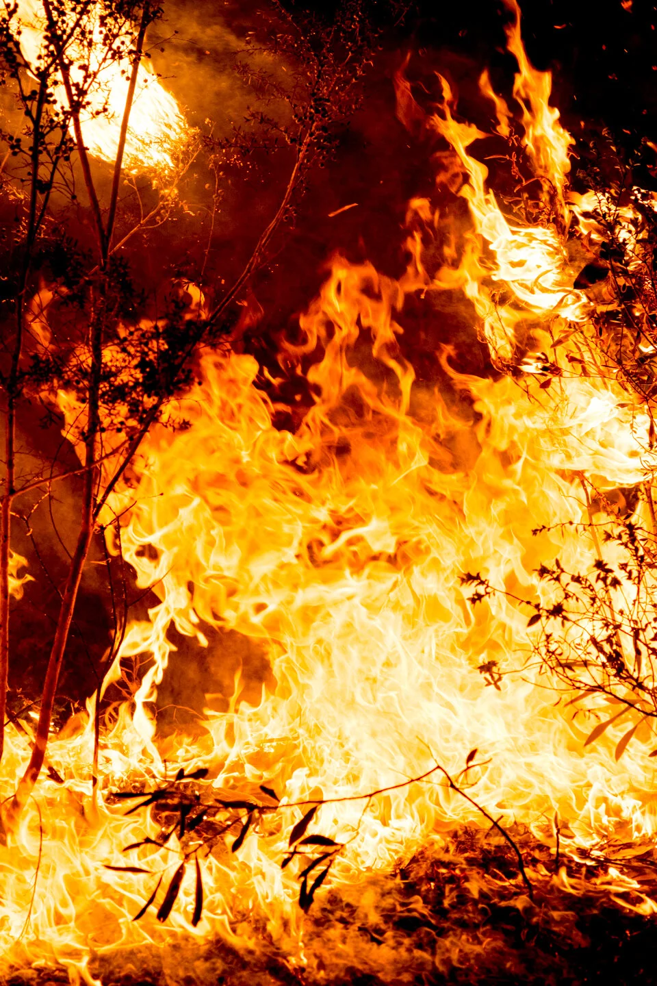   Fury . Blue Mountains NSW, 2019 