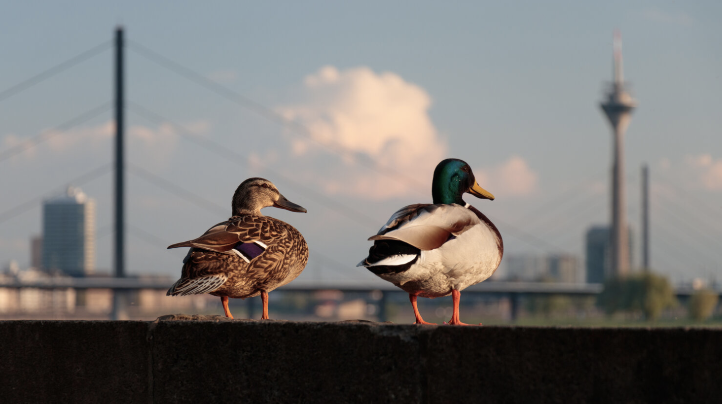 SD-WAN and MPLS 