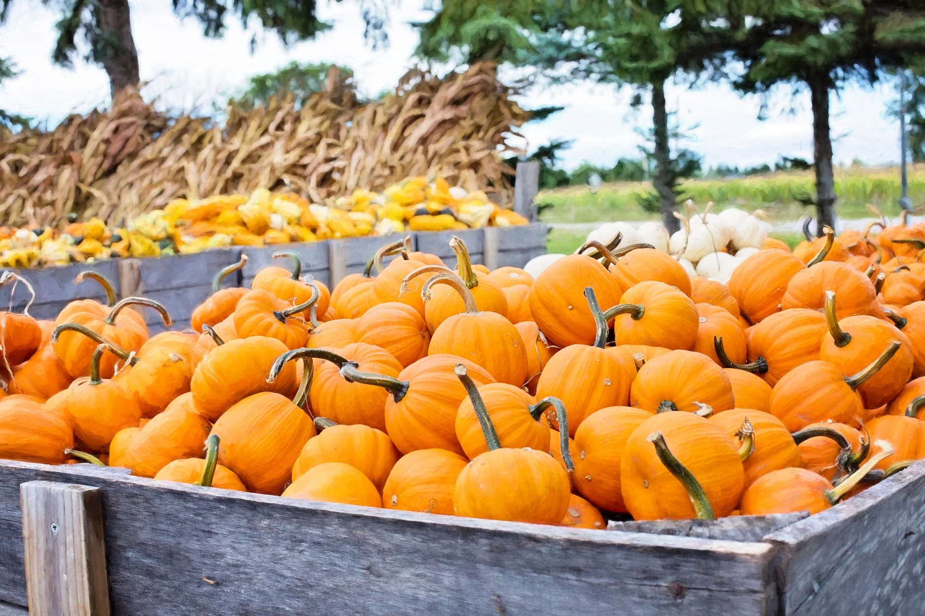 pumkin patch.jpeg