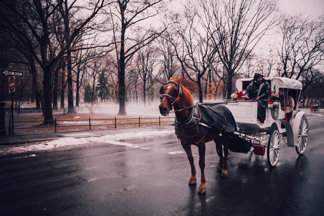 carriage rides.jpeg