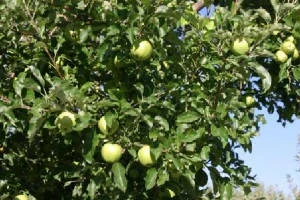 Source: Candy Apple Orchards