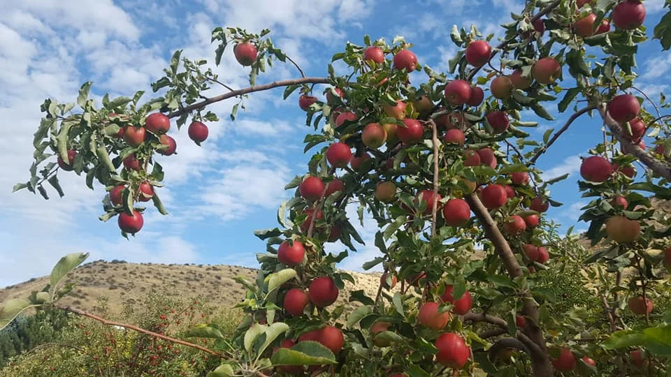 Source: Tyler’s Rocky Point Orchard FB Page
