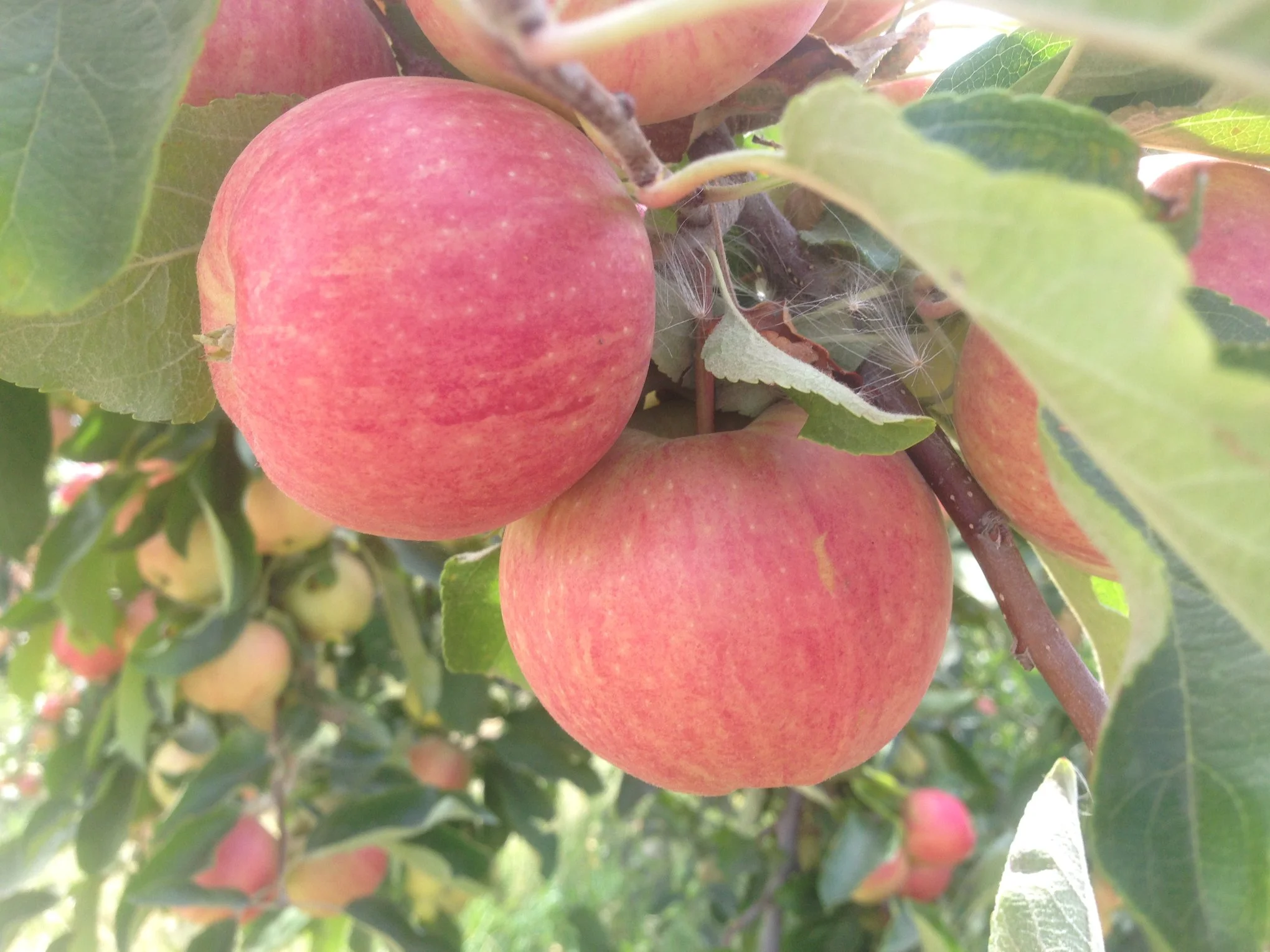 Source: Cabalo’s Orchard & Gardens FB Page