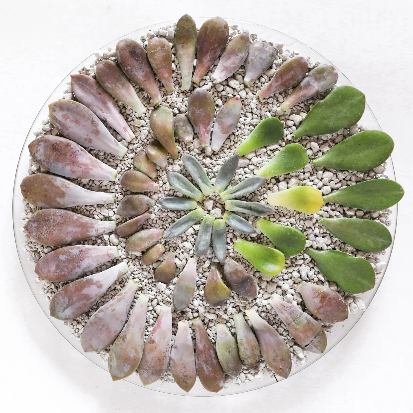 propagation tray with pumice ^