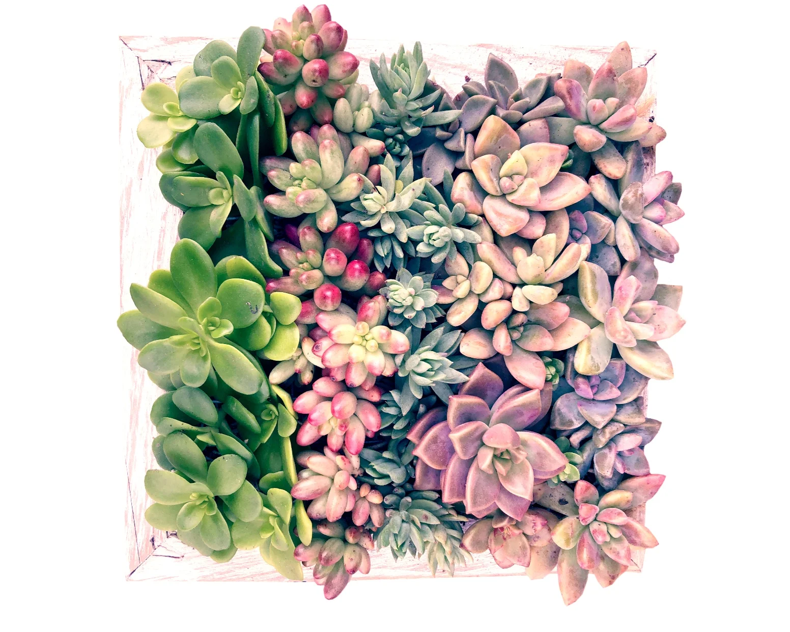 SUCCULENT VERTICAL GARDEN ^ This is seriously one of the cutest things I own! This tiny living art piece brightens my day every time I walk by it! I cant believe how fast it grew in just a short amount of time! The San Francisco florist that runs Succulents for Hire is a creative genius! If you want to have your own vertical garden shop here. 6” x 6” = $40.00 + shipping