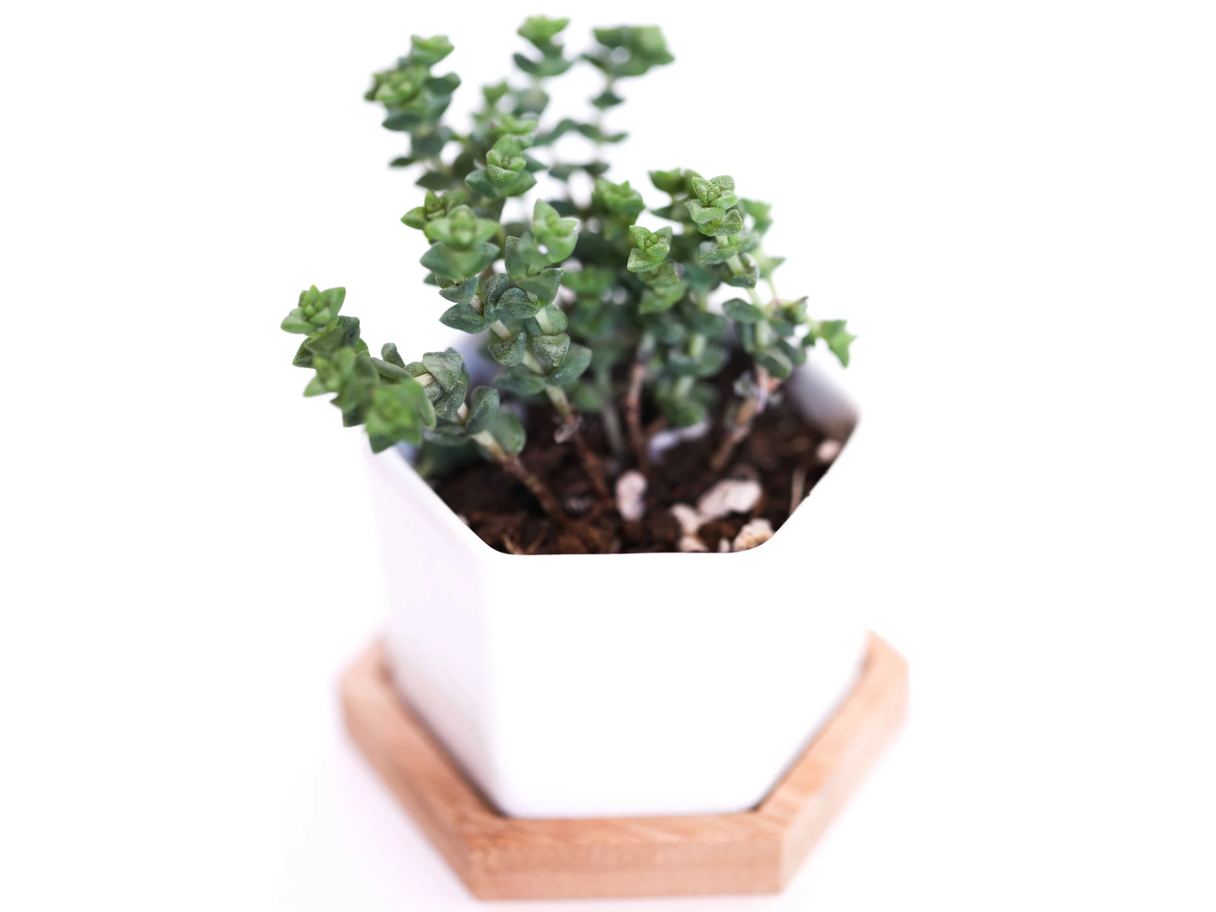 SUCCULENT OF THE MONTH CLUB ^ I am like a kid in the candy store when my new little succ is waiting for me to unwrap it in my mailbox! It’s so fun to learn about a new species with the spec card that’s included in the mail! I also ADORE the tiny pots (you can choose ceramic or concrete) that the plants come in! You can choose to gift someone (or yourself) a 1, 3 or 6 month membership! 1 month= $16.99 3 months= $43.99 6 months= $91.99 (shipping included) Order your subscription by clicking here .