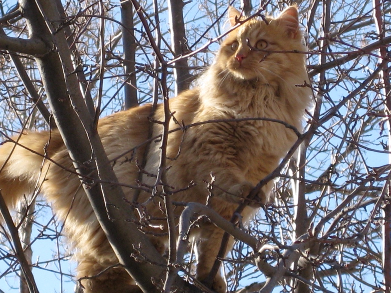 cat.crabapple-Mike.jpeg