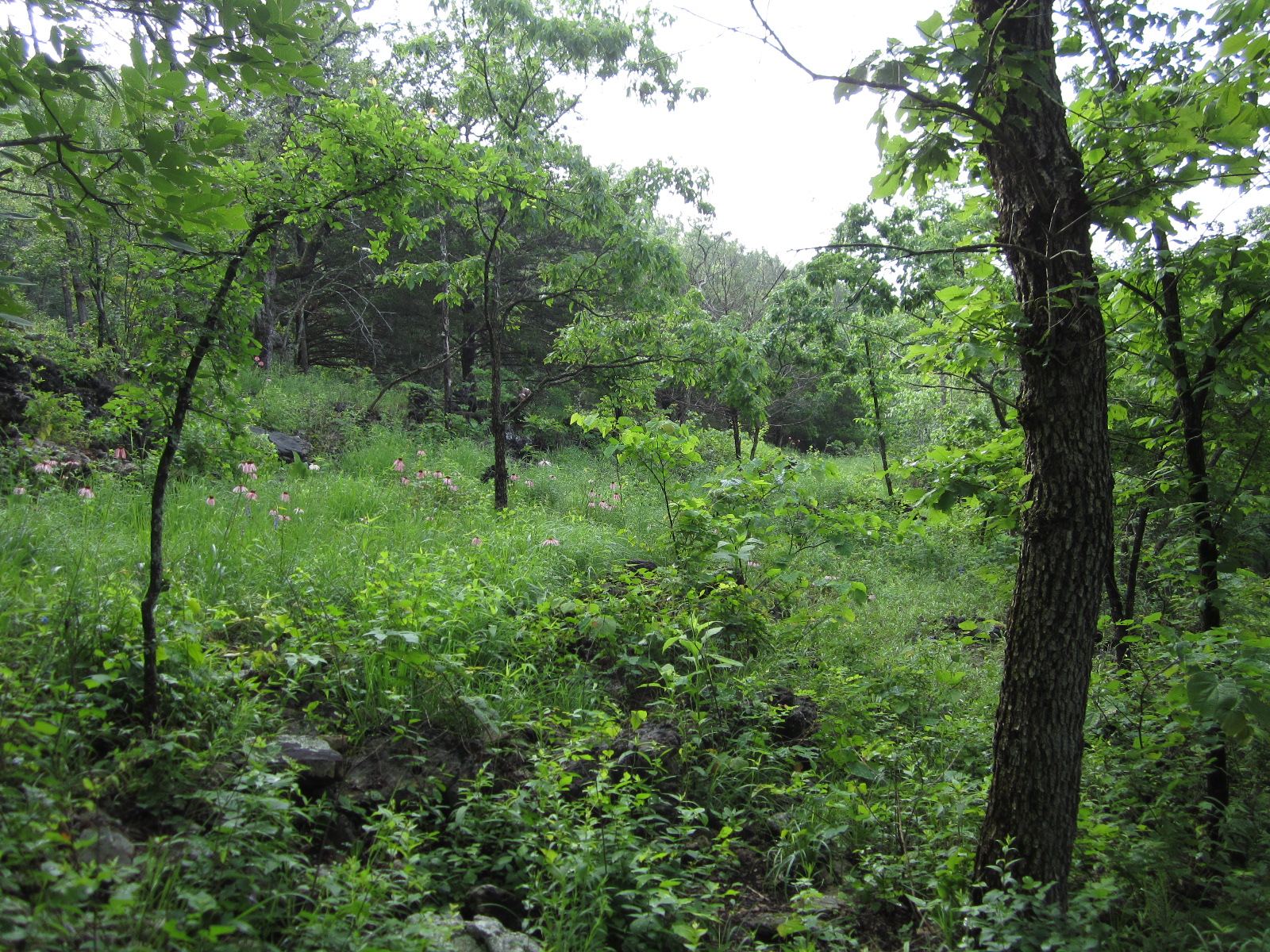 The Physics, Physiology, and Philosophy of Living Systems