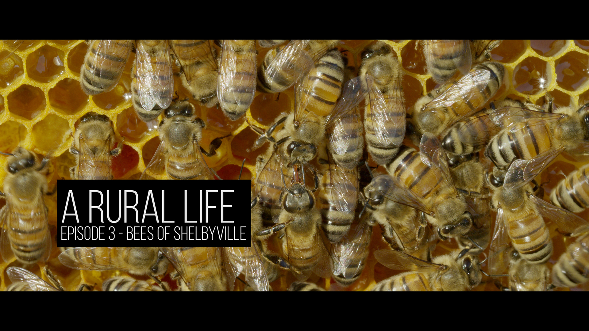 A Rural Life Episode 3 Bees of Shelbyville Poster 1080.jpg