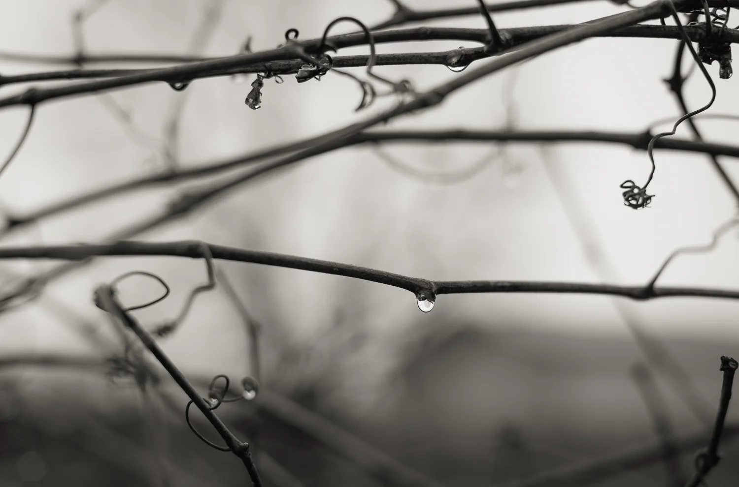  1/800, f/2.5, ISO 110, 50mm 