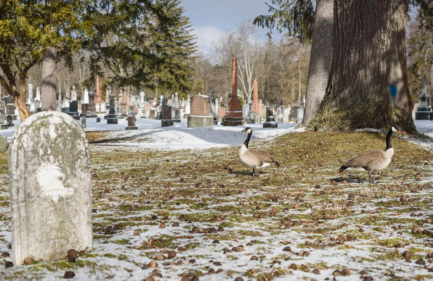 1/1000, f/4.5, ISO 100, 50mm 