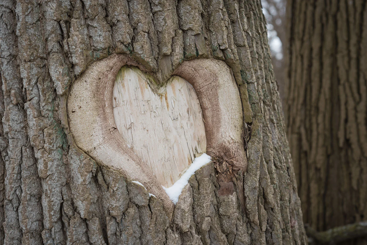  1/200, f/4.5, ISO 100, 50mm 