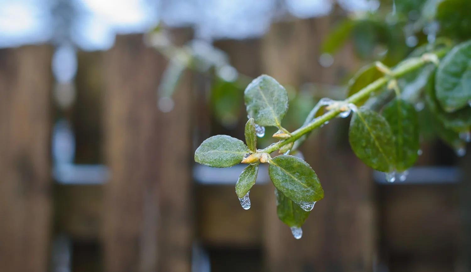  1/50,&nbsp;f/3.2, ISO 560, 50mm 