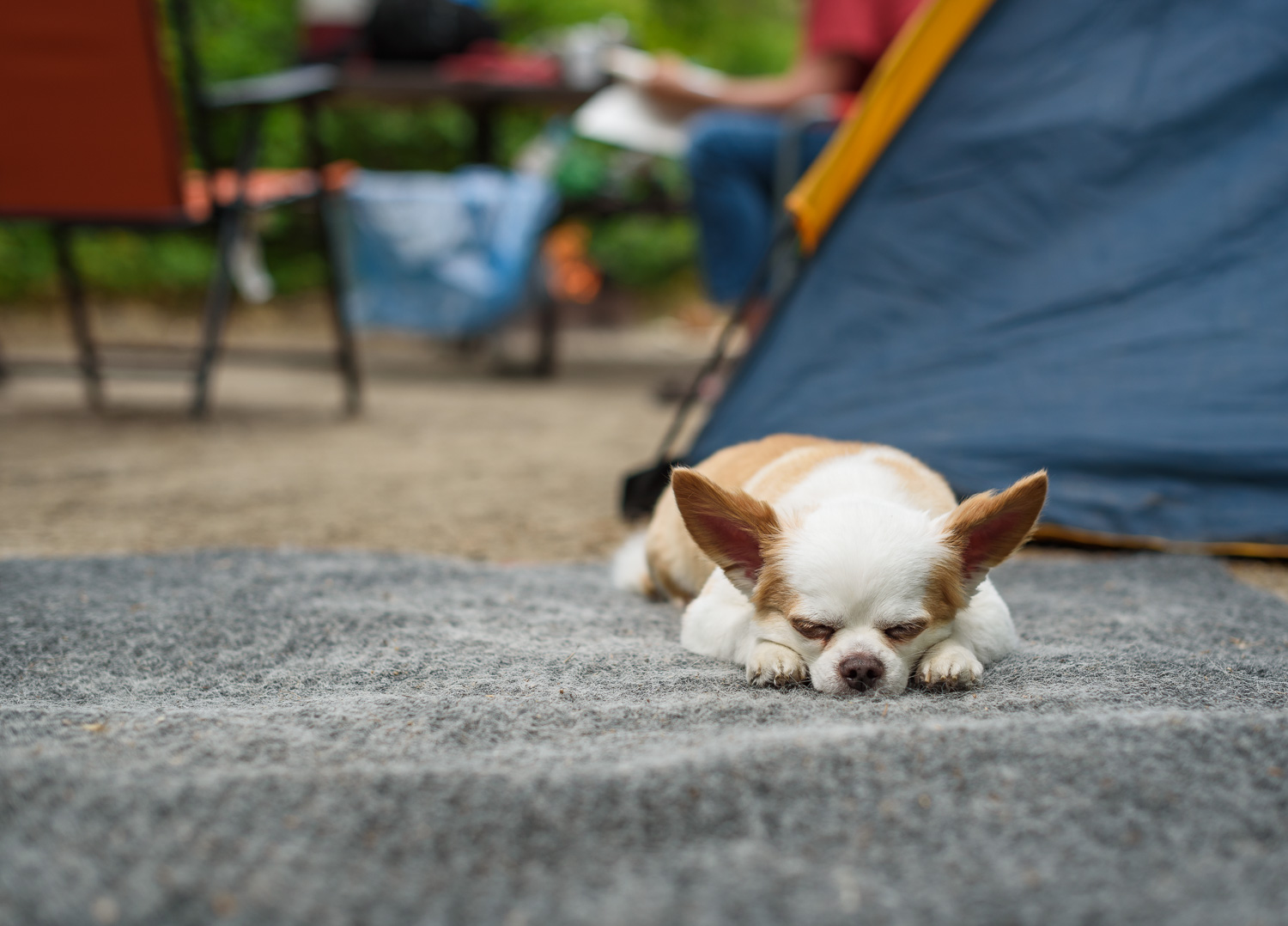  1/800, f/2.8, ISO 100, 50mm 