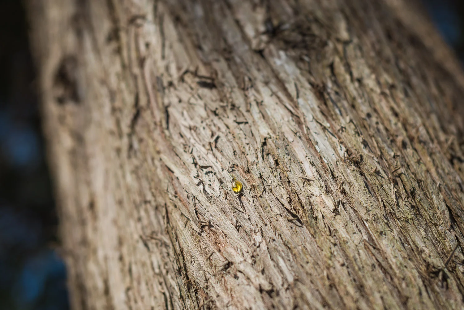  1/1250, f/3.2, ISO 100, 50mm 