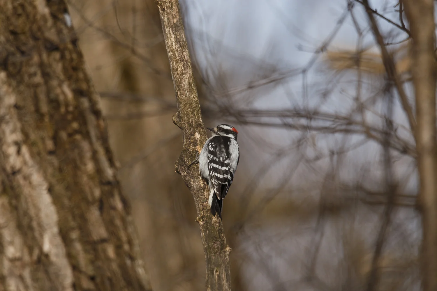  1/1600, f/6.3, ISO 250, 600mm 