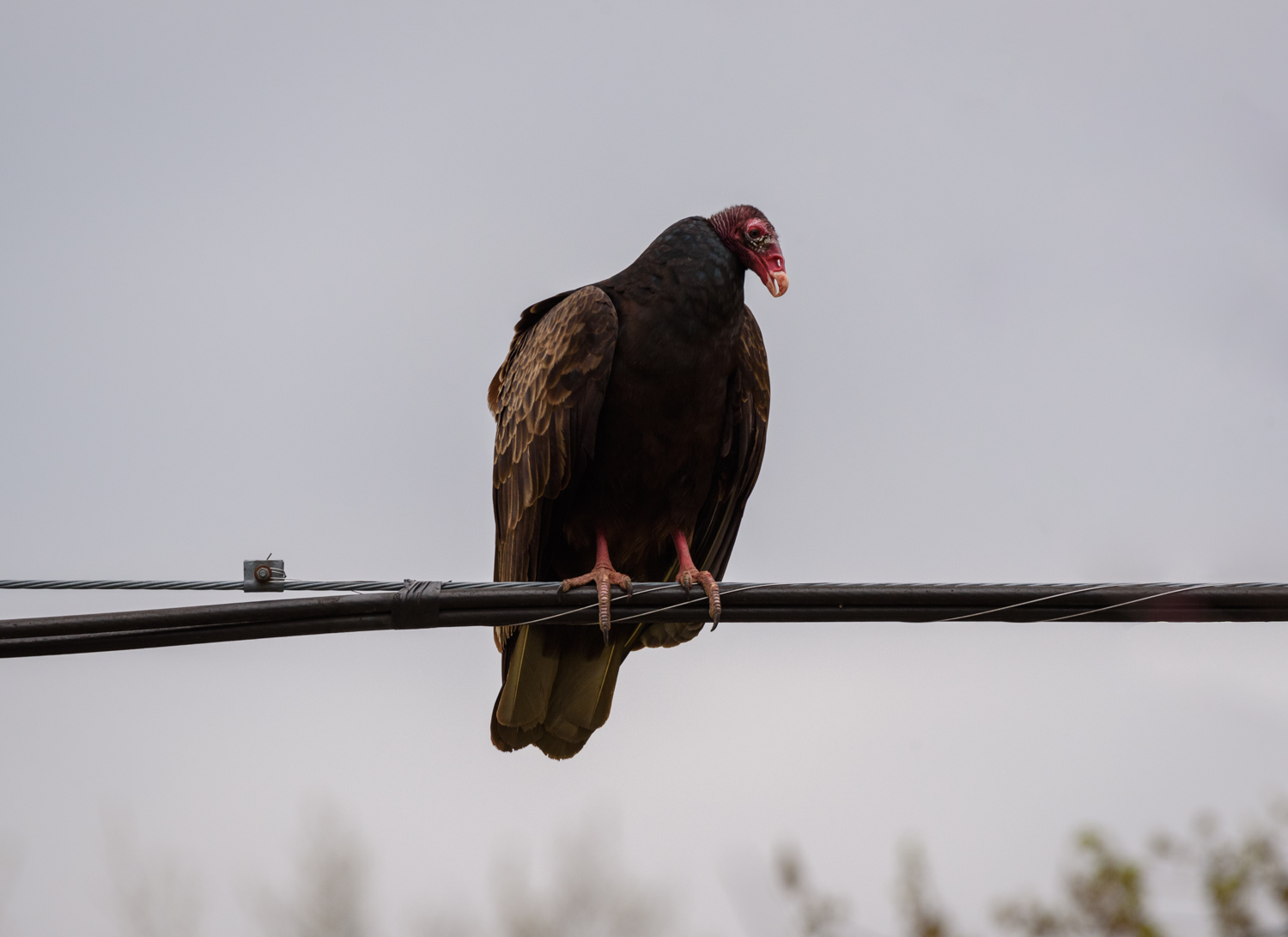  1/160, f/8, ISO 1000, 500mm 