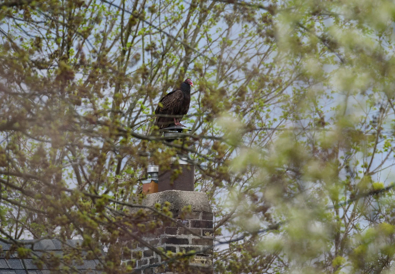  1/160, f/8, ISO 1250, 500mm 