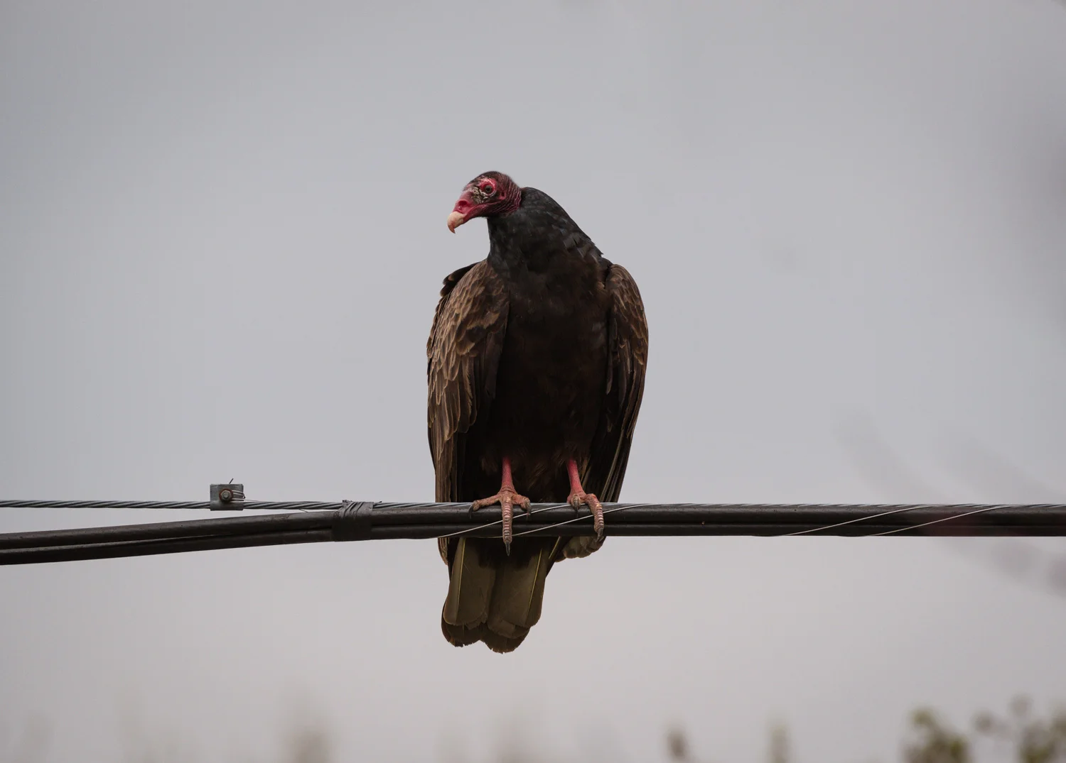  1/160, f/8, ISO 720, 500mm 