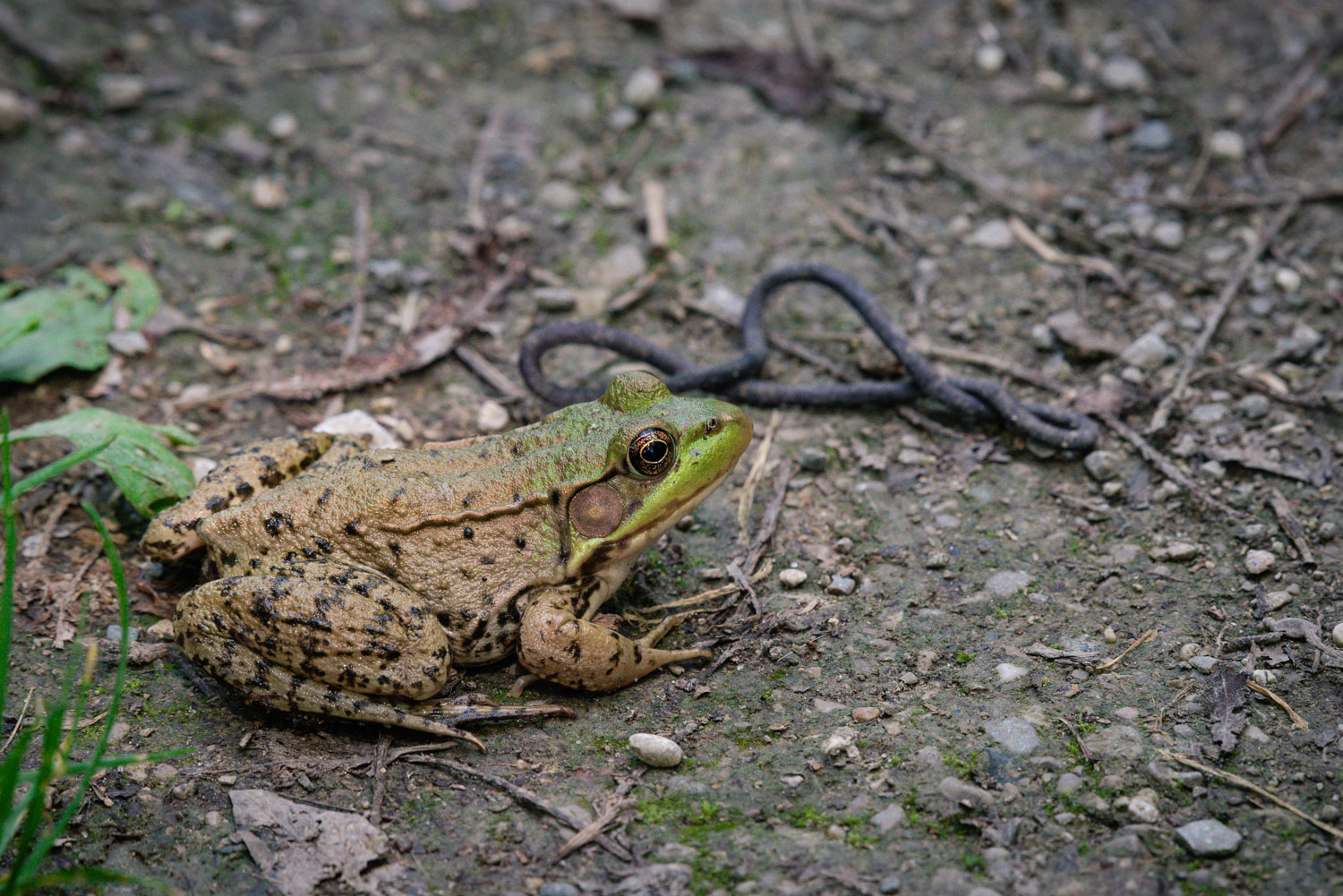 1/250, f/9, ISO 2200, 400mm